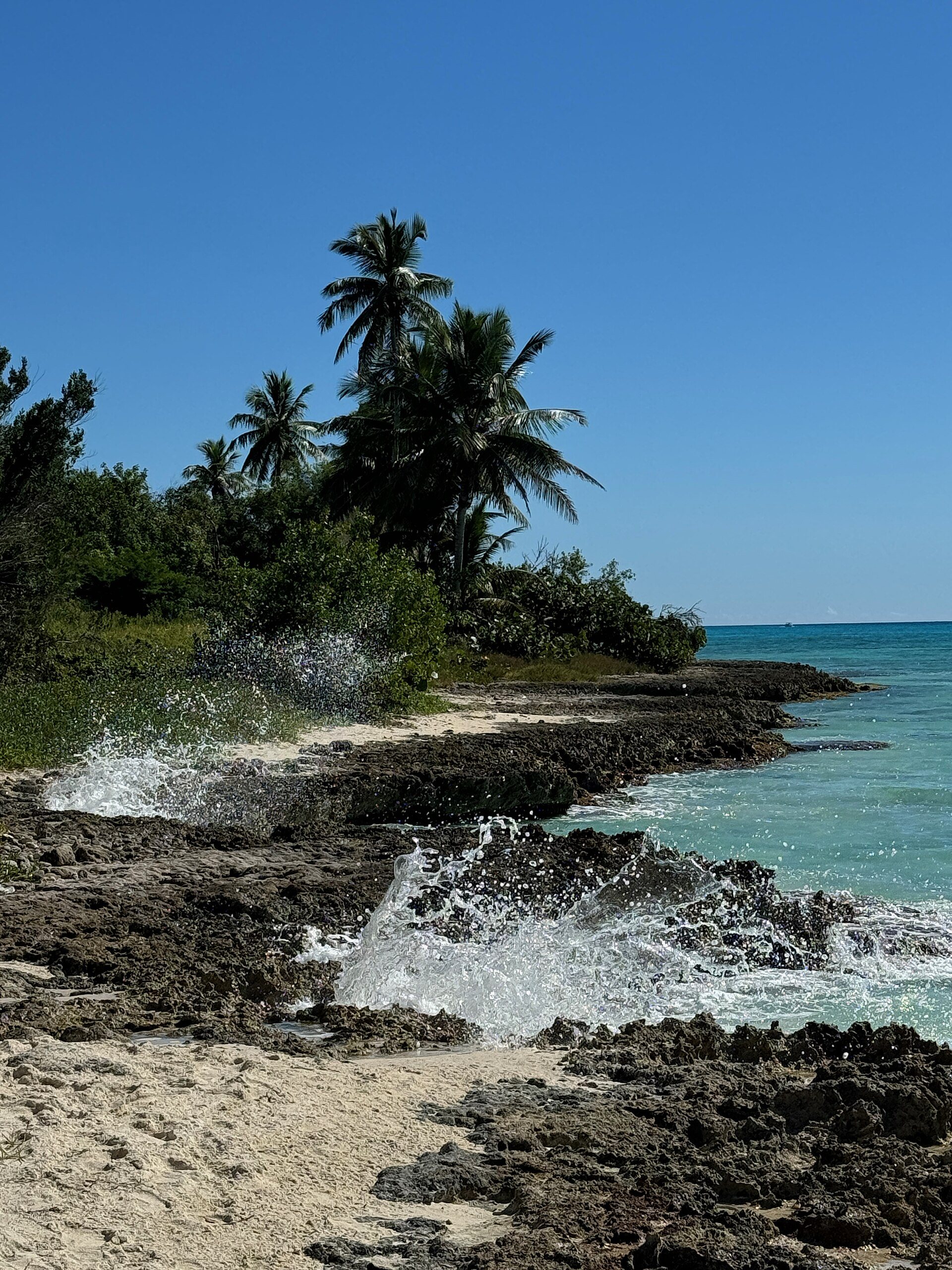 Palm-lined coastline at Saona Island, Dominican Republic